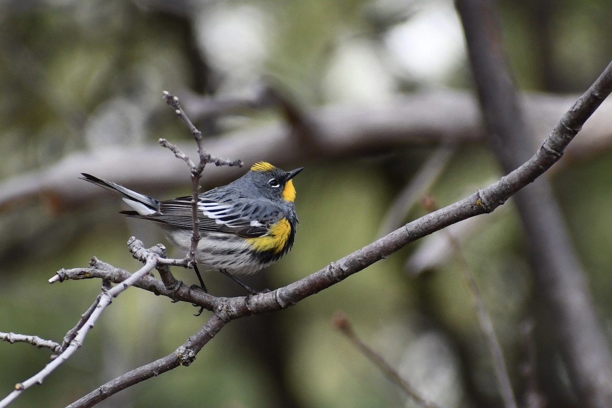 Yellow-rumped Warbler (Audubon's) - ML618315411