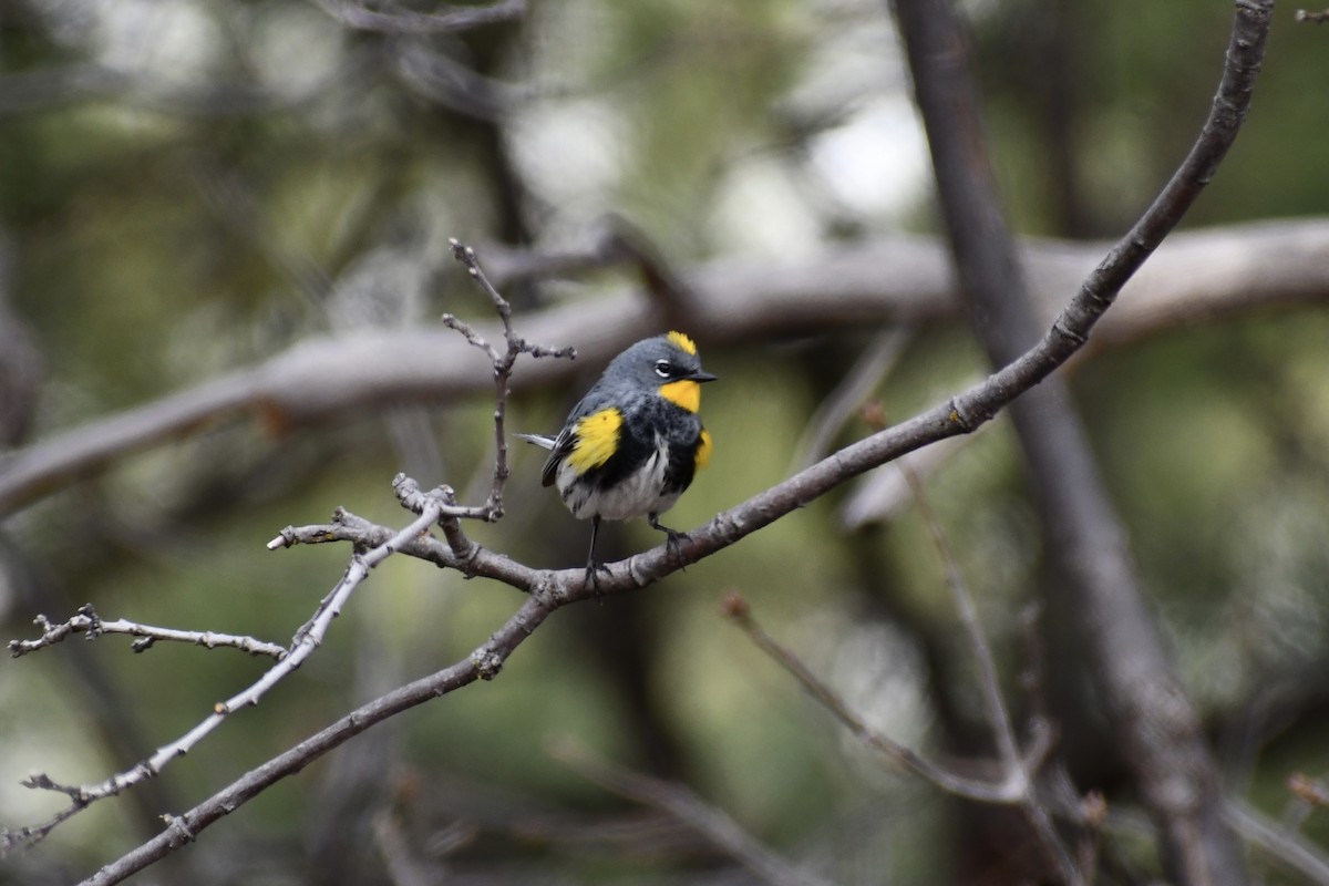 Yellow-rumped Warbler (Audubon's) - Jon Orona