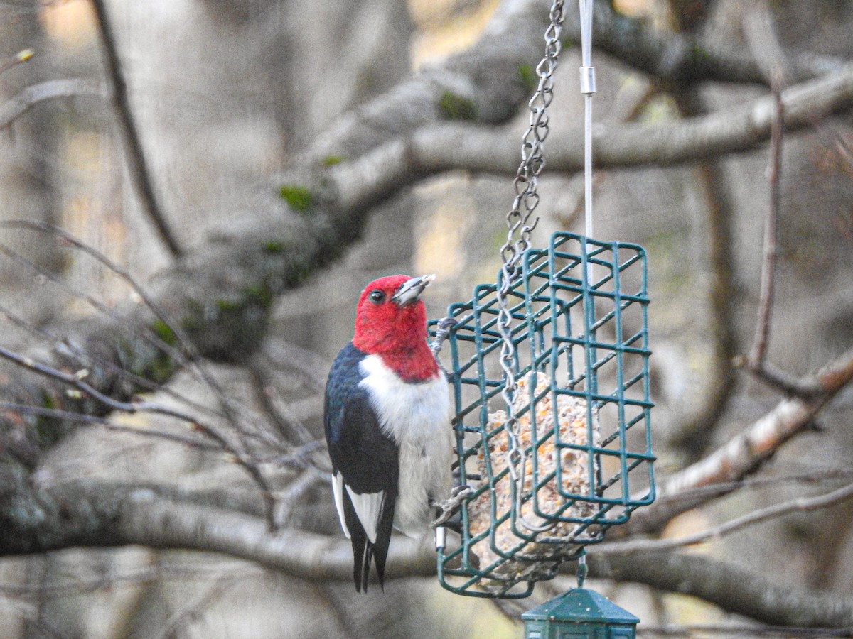 Red-headed Woodpecker - Doris Ratchford