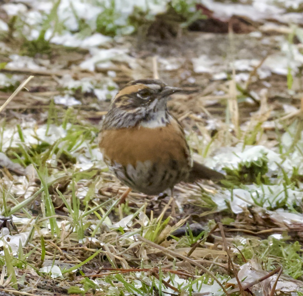 Rufous-breasted Accentor - ML618315450