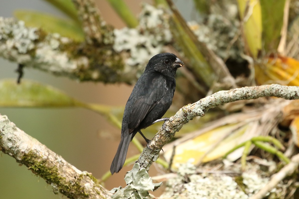 Variable Seedeater - ML618315474