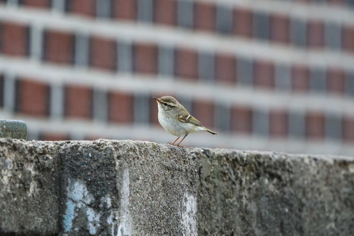 Yellow-browed Warbler - ML618315493