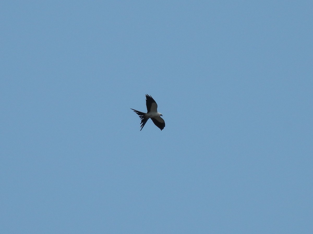 Swallow-tailed Kite - ML618315525