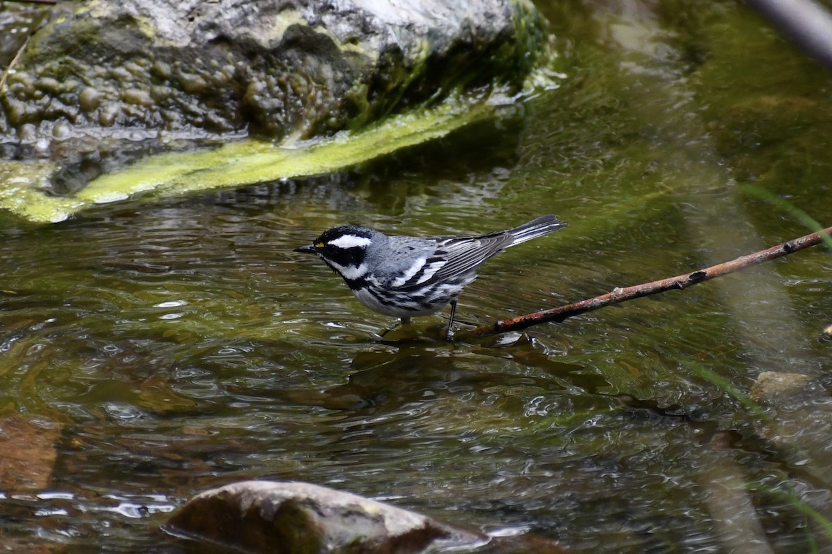Black-throated Gray Warbler - ML618315530