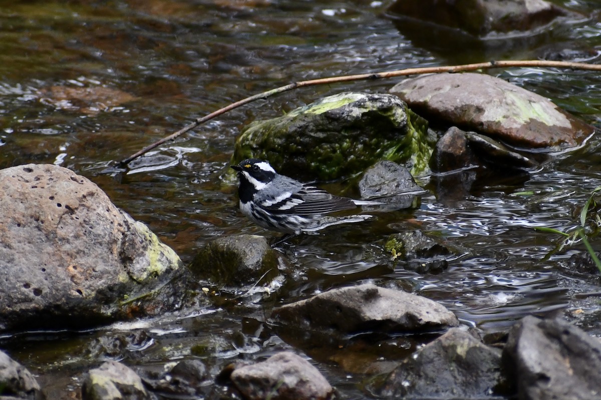 Black-throated Gray Warbler - ML618315531