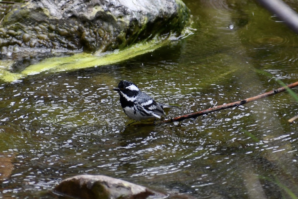 Black-throated Gray Warbler - ML618315532