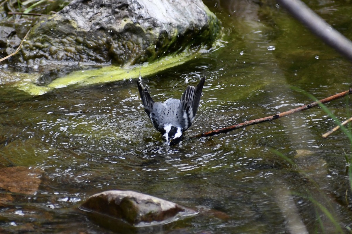 Black-throated Gray Warbler - ML618315533