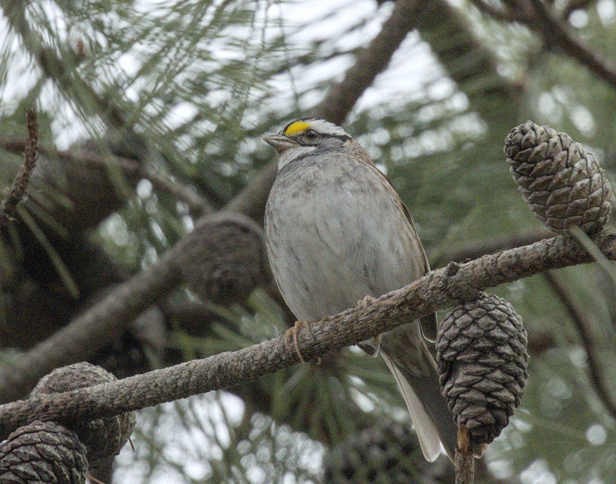 White-throated Sparrow - ML618315538