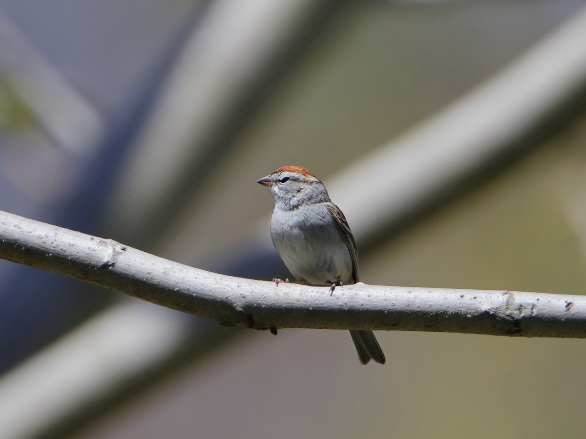 Chipping Sparrow - ML618315542