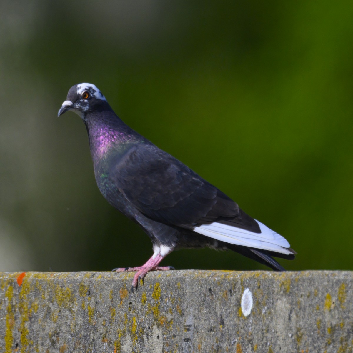 Rock Pigeon (Feral Pigeon) - ML618315554
