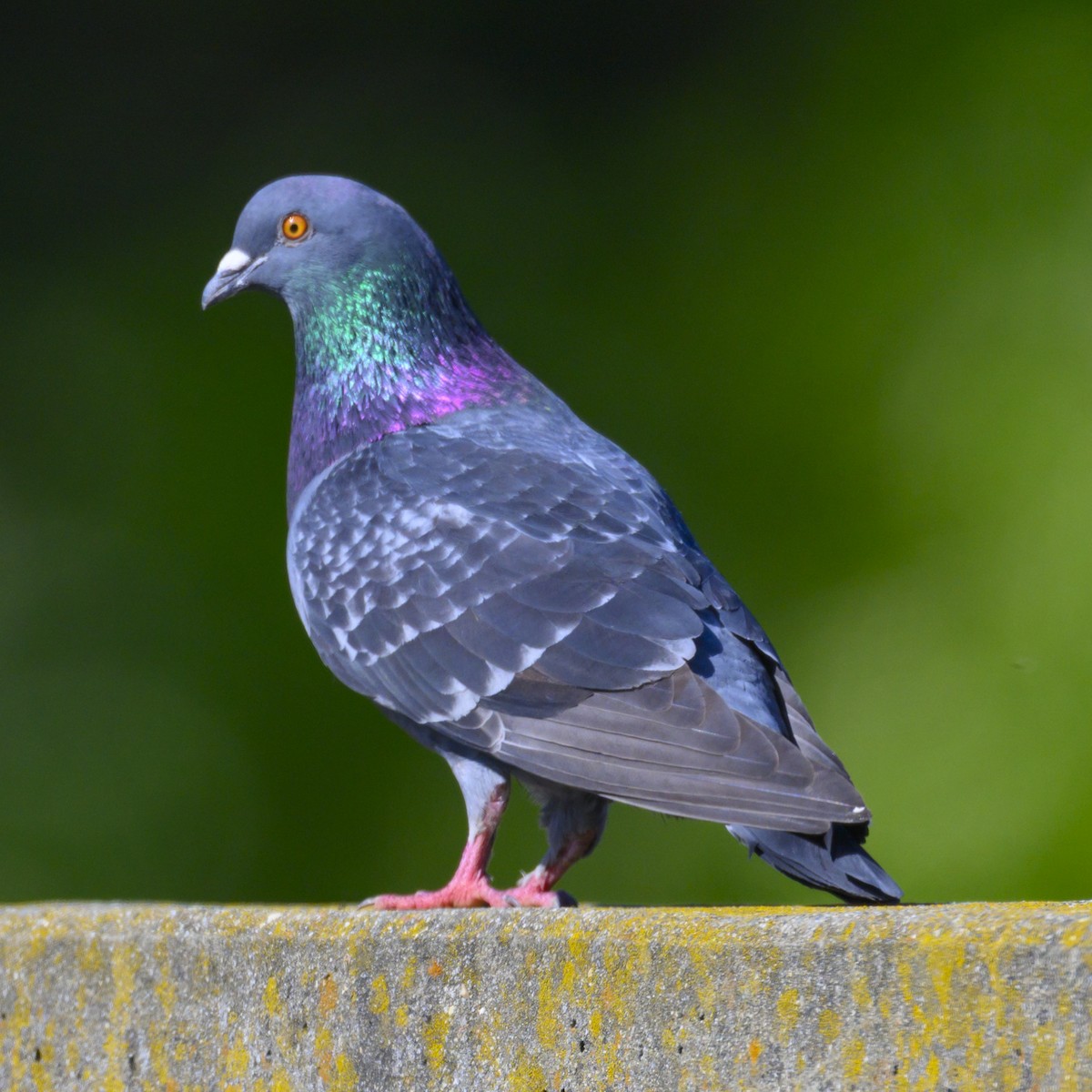 Rock Pigeon (Feral Pigeon) - ML618315555