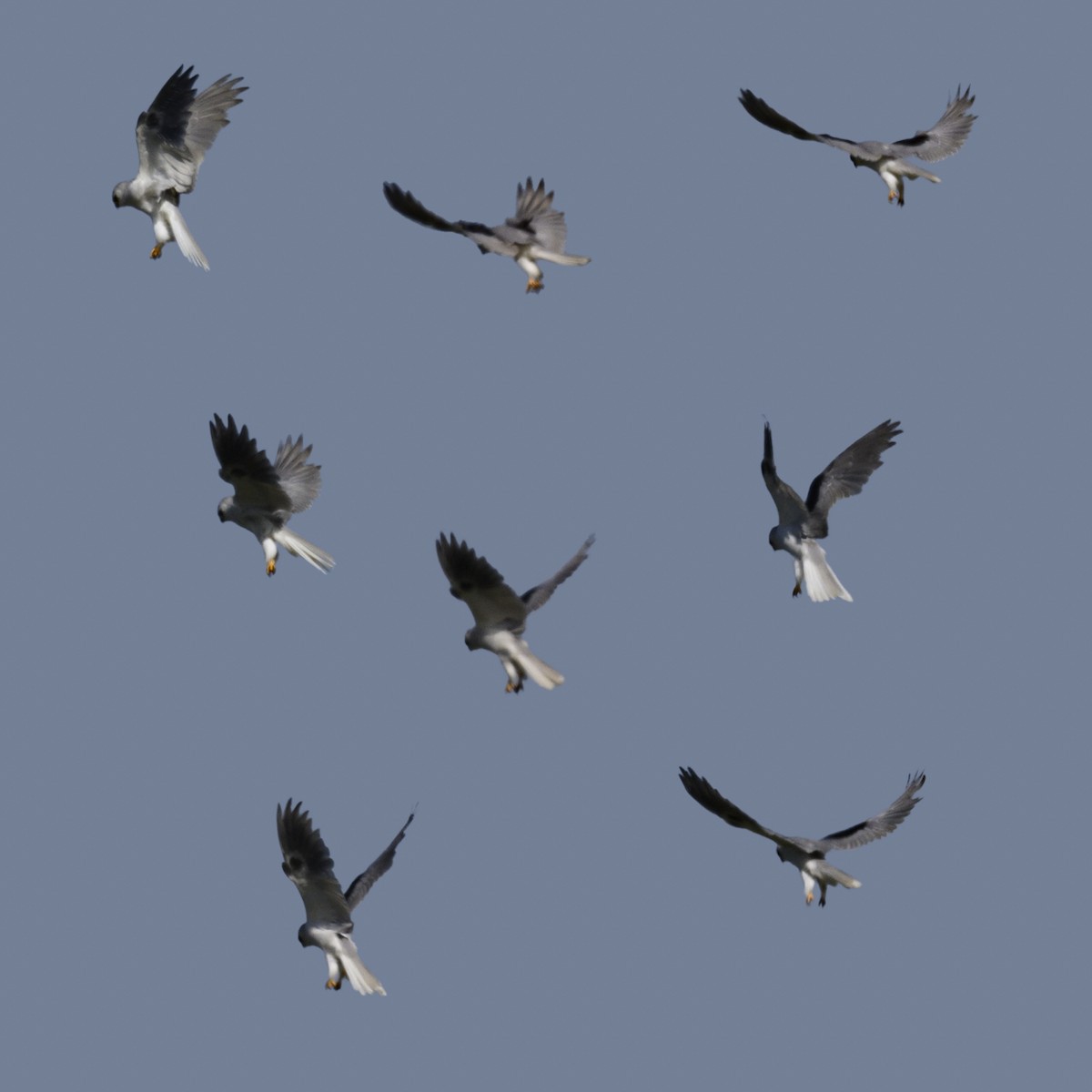 White-tailed Kite - ML618315560