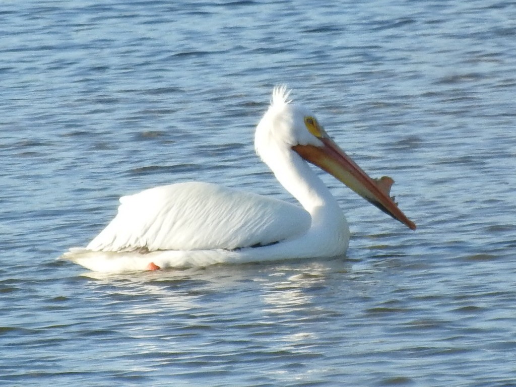 pelikán severoamerický - ML618315573