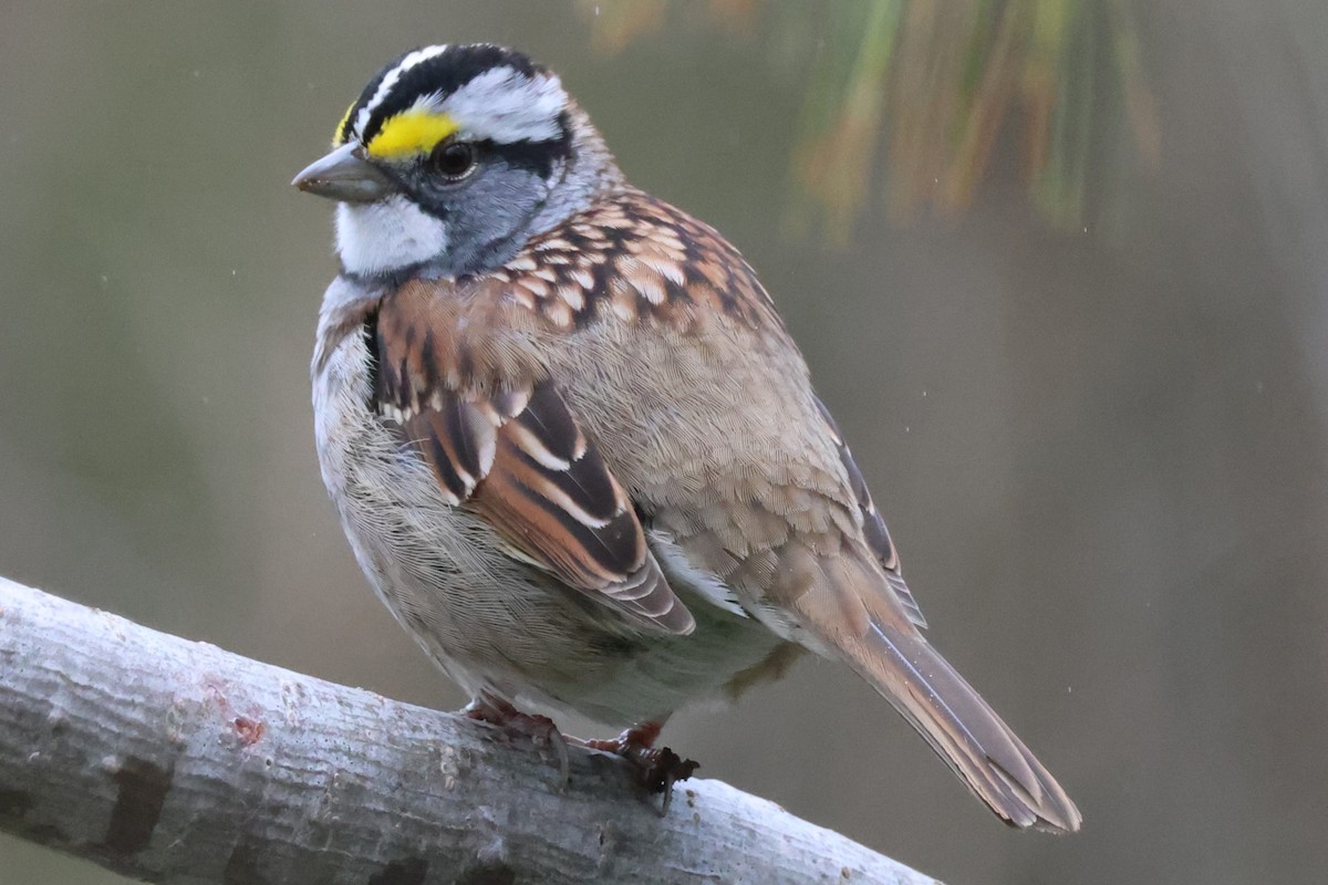 White-throated Sparrow - ML618315582