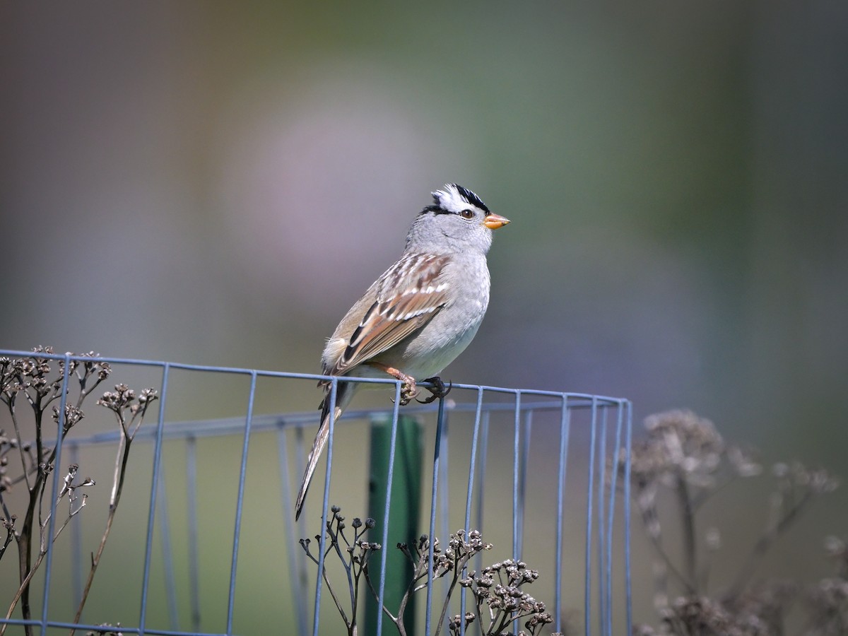 White-crowned Sparrow - Myron Peterson