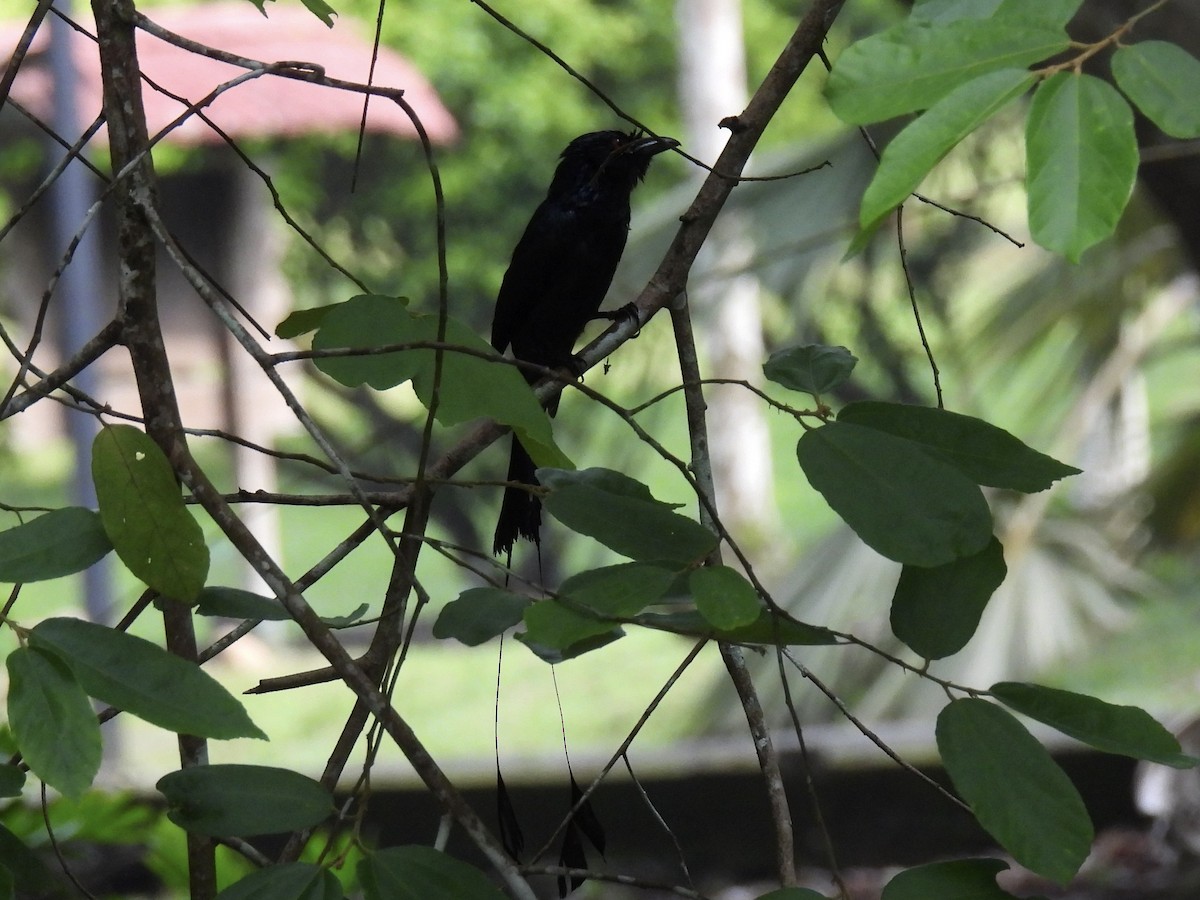 Greater Racket-tailed Drongo - ML618315629