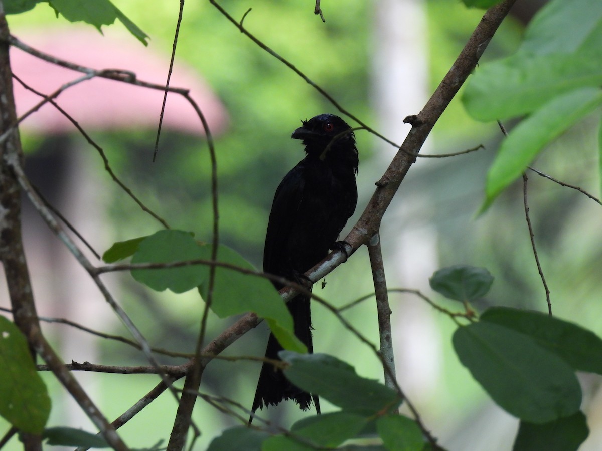 Greater Racket-tailed Drongo - ML618315635