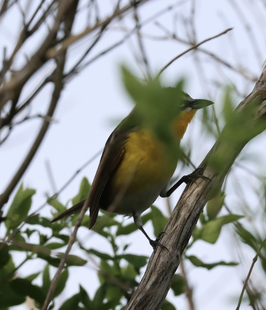 Yellow-breasted Chat - ML618315647