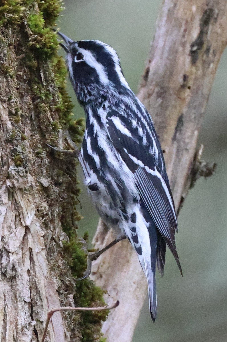Black-and-white Warbler - ML618315661