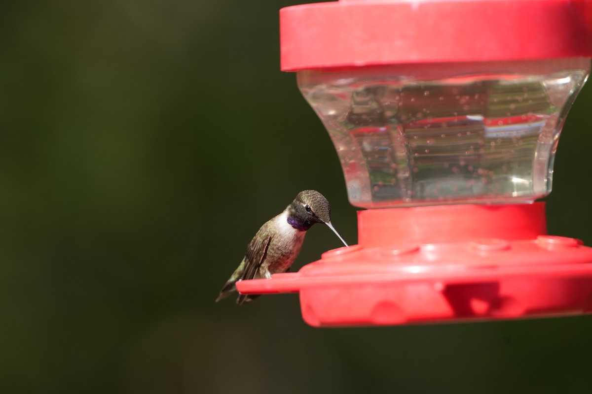 Black-chinned Hummingbird - ML618315668
