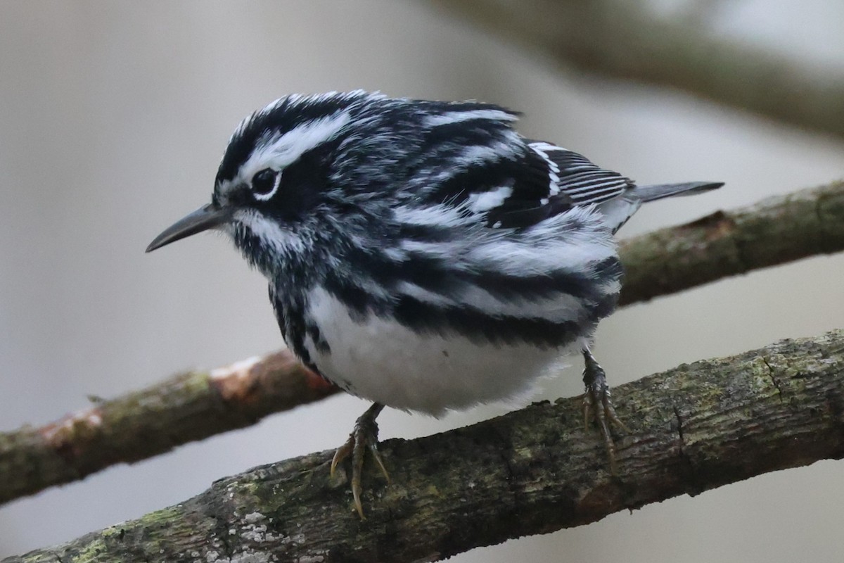 Black-and-white Warbler - ML618315674