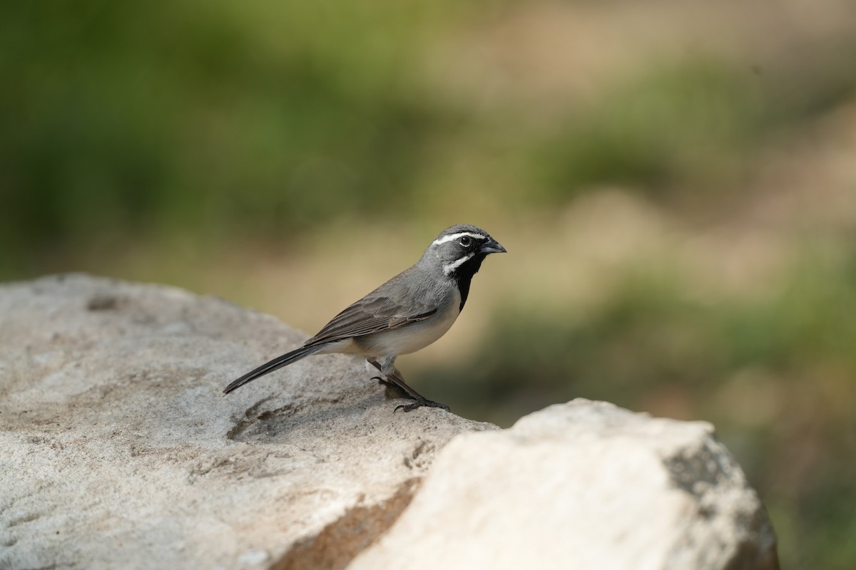 Black-throated Sparrow - ML618315683