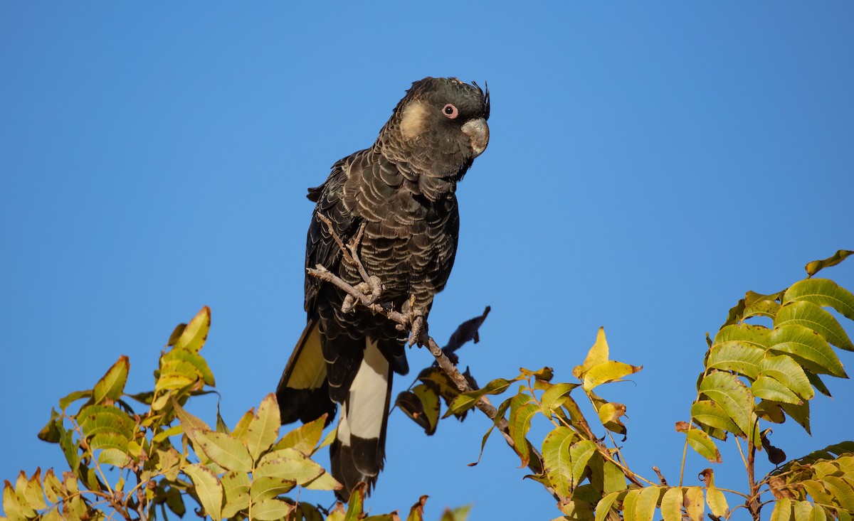 Carnaby's Black-Cockatoo - ML618315694