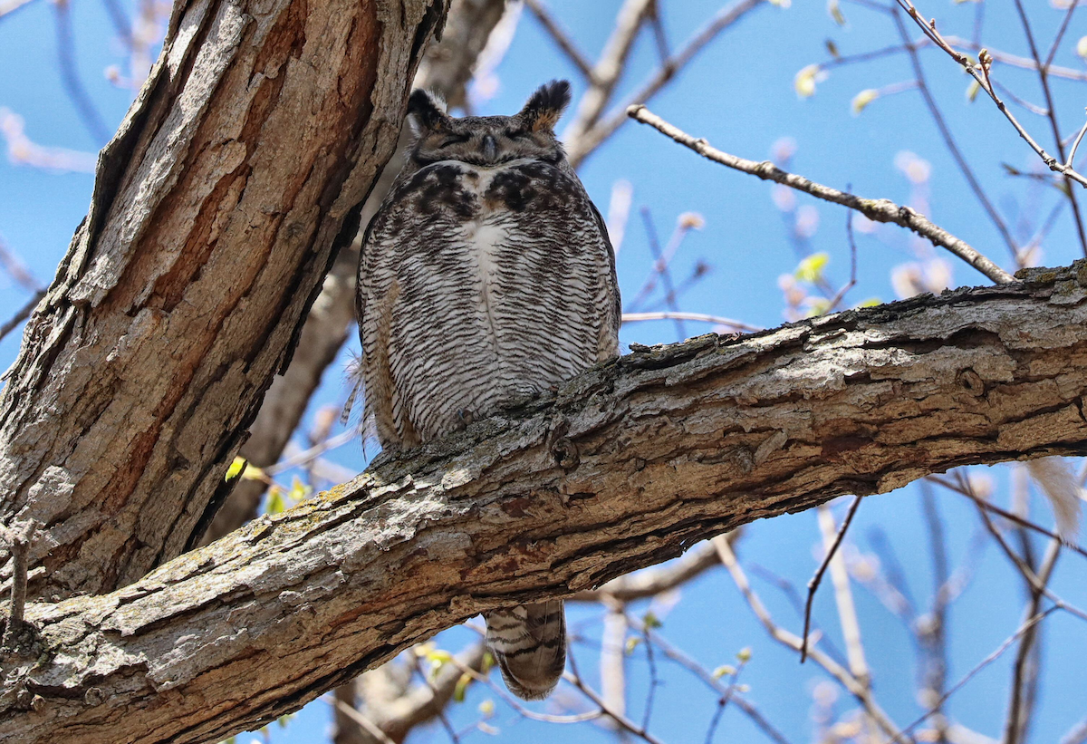Great Horned Owl - ML618315698