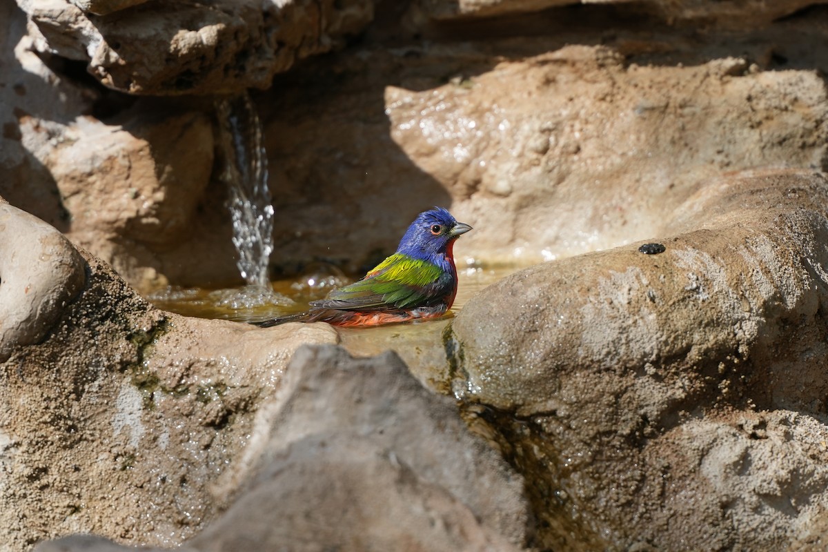 Painted Bunting - ML618315700