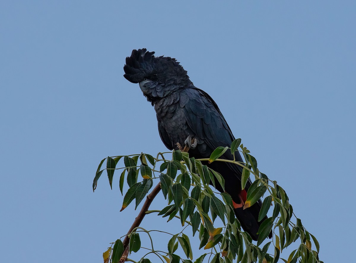 Red-tailed Black-Cockatoo - ML618315708