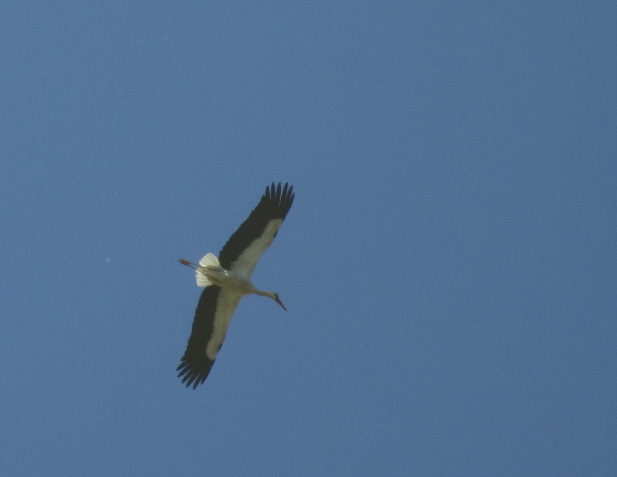White Stork - Tamas Zeke