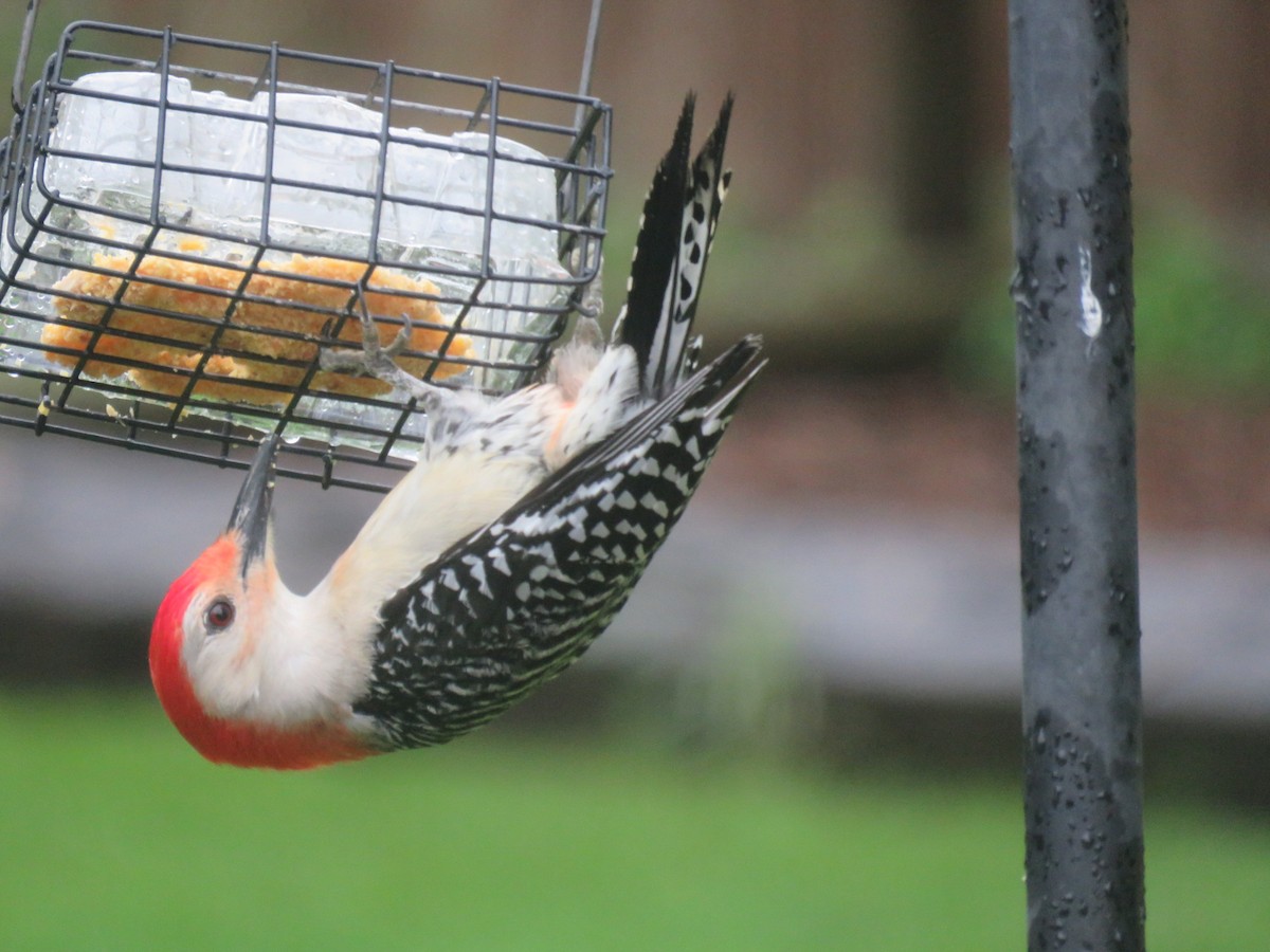 Red-bellied Woodpecker - ML618315731