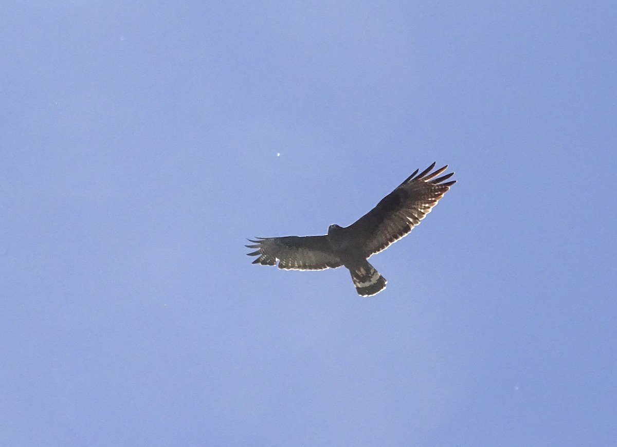 Zone-tailed Hawk - ML618315767