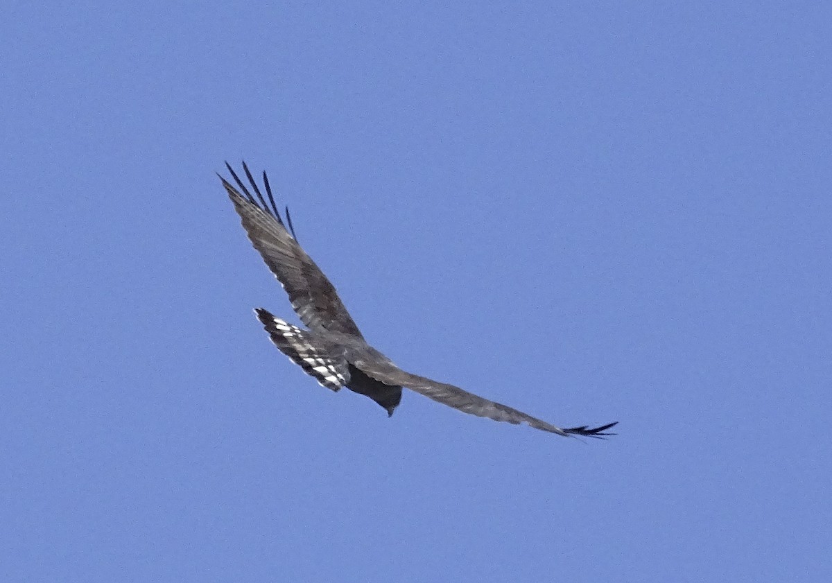 Zone-tailed Hawk - ML618315768