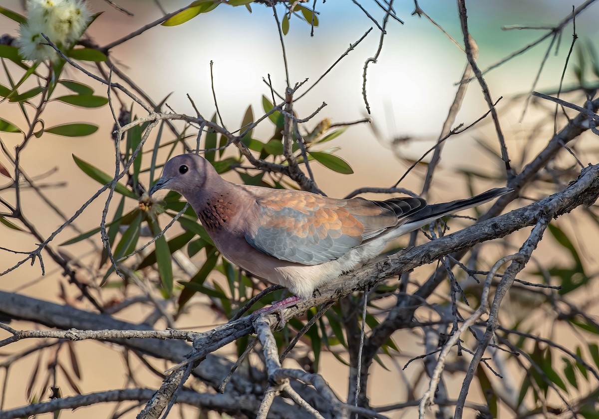 Laughing Dove - ML618315770