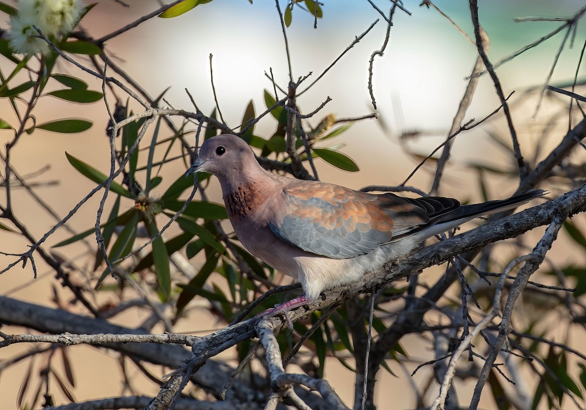 Laughing Dove - ML618315771
