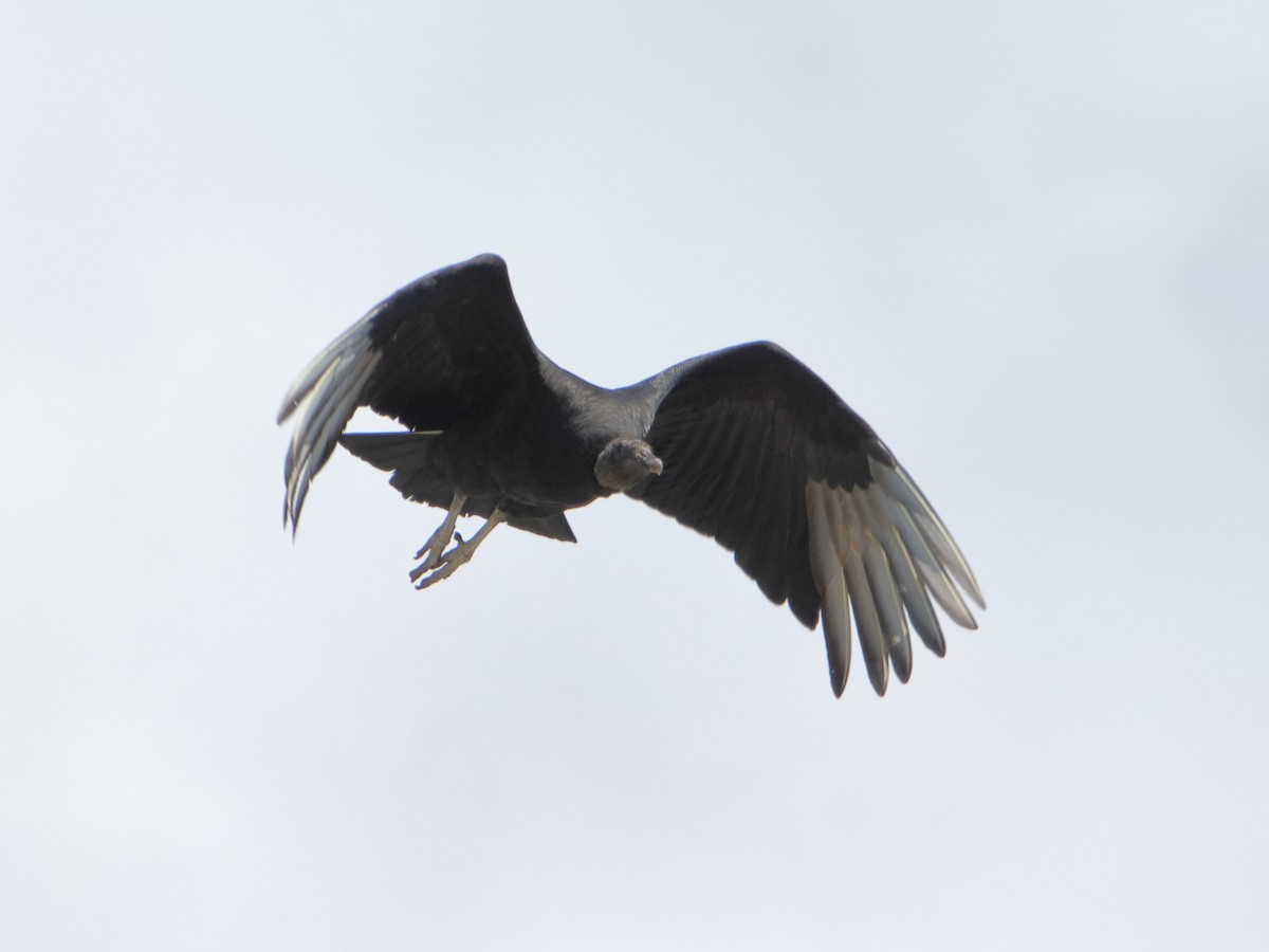 Black Vulture - ML618315811