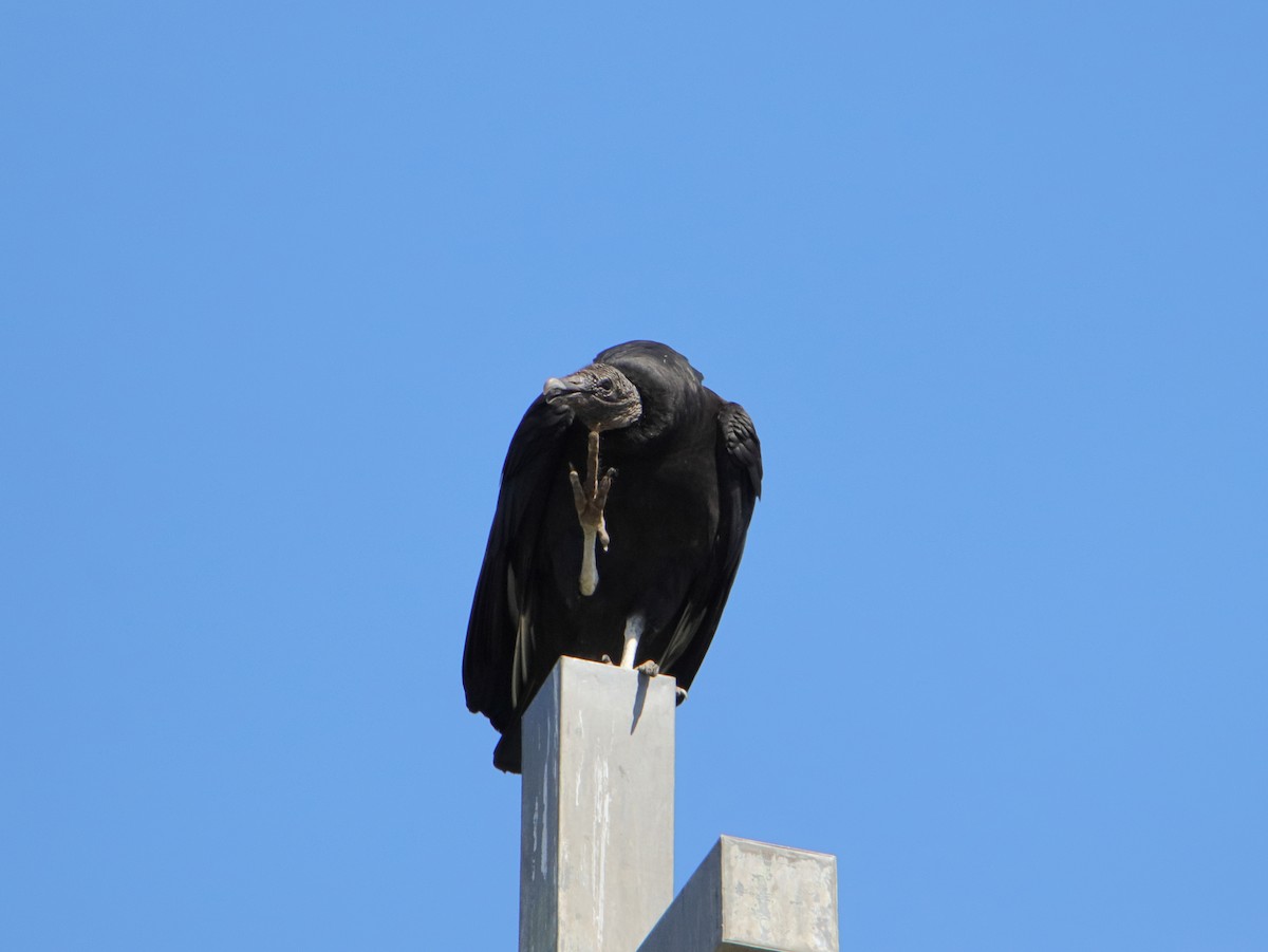 Black Vulture - ML618315813