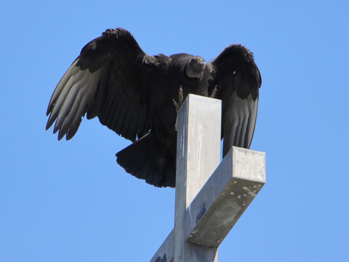Black Vulture - ML618315814