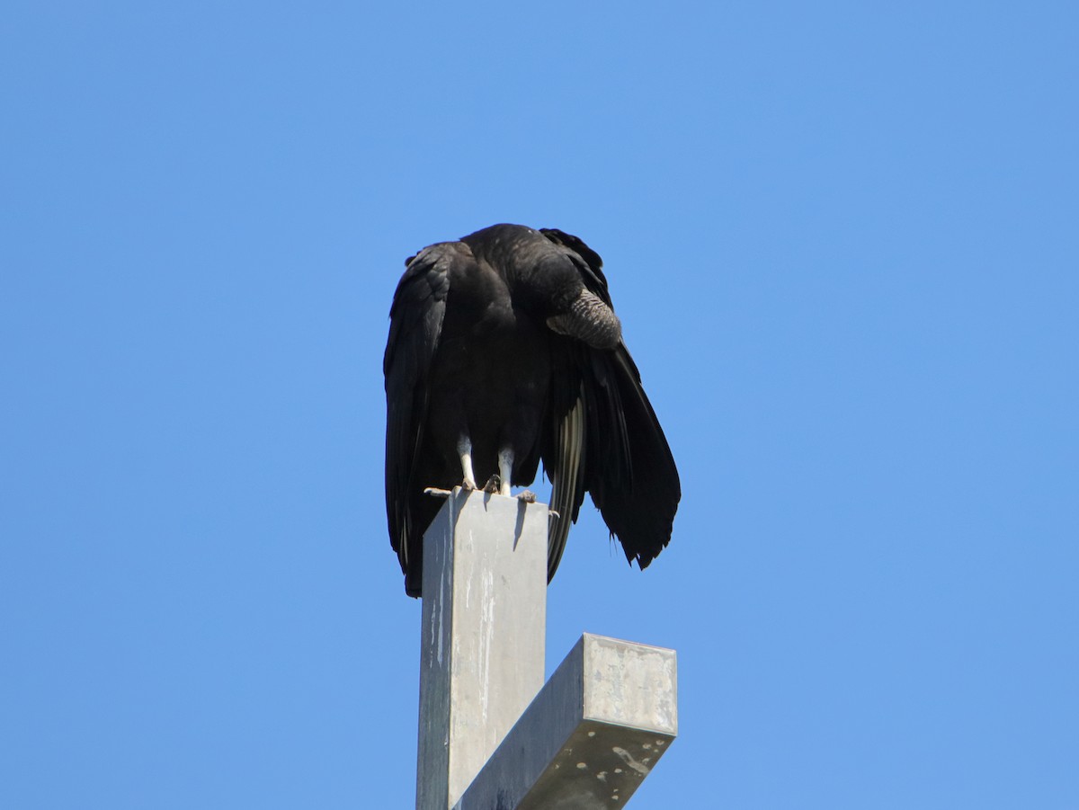 Black Vulture - ML618315815