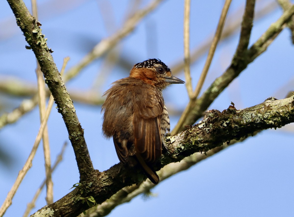 Ochre-collared Piculet - ML618315832