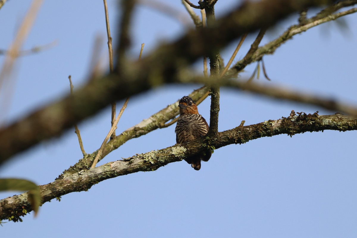 Ochre-collared Piculet - ML618315833