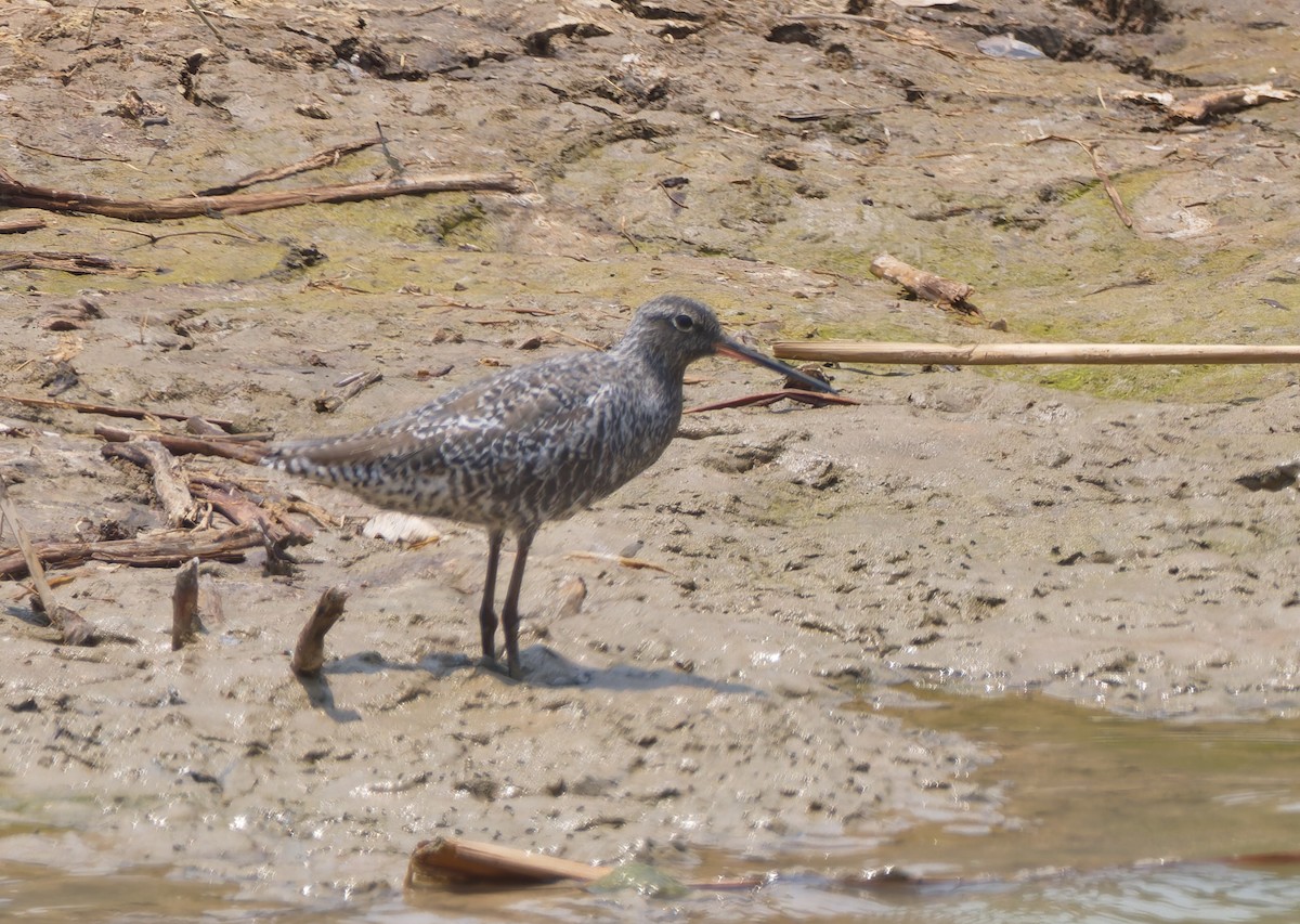 Spotted Redshank - ML618315851