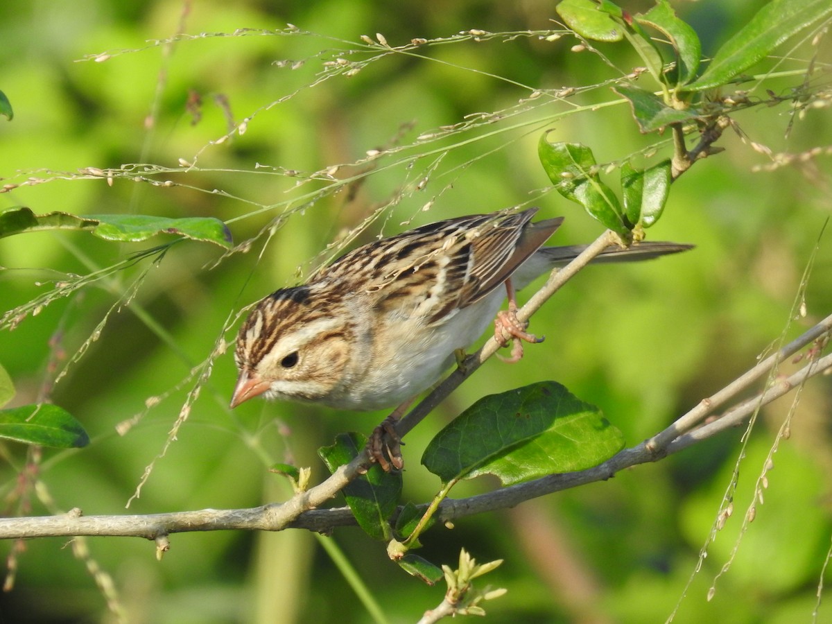 Clay-colored Sparrow - ML618315902