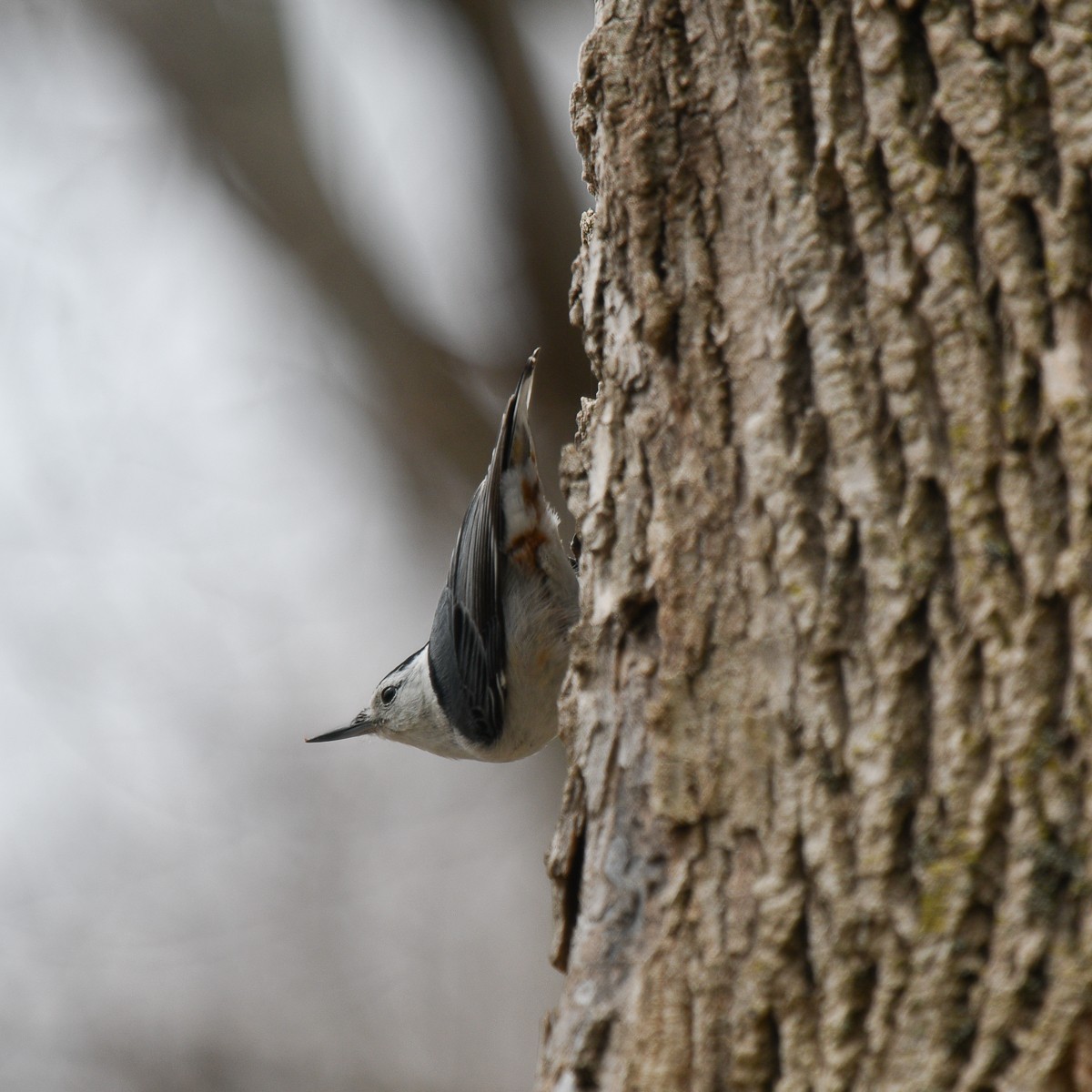 White-breasted Nuthatch - Marie Sauriol