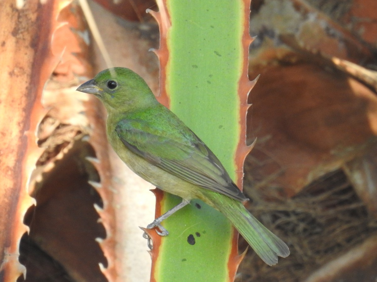 Painted Bunting - ML618315934