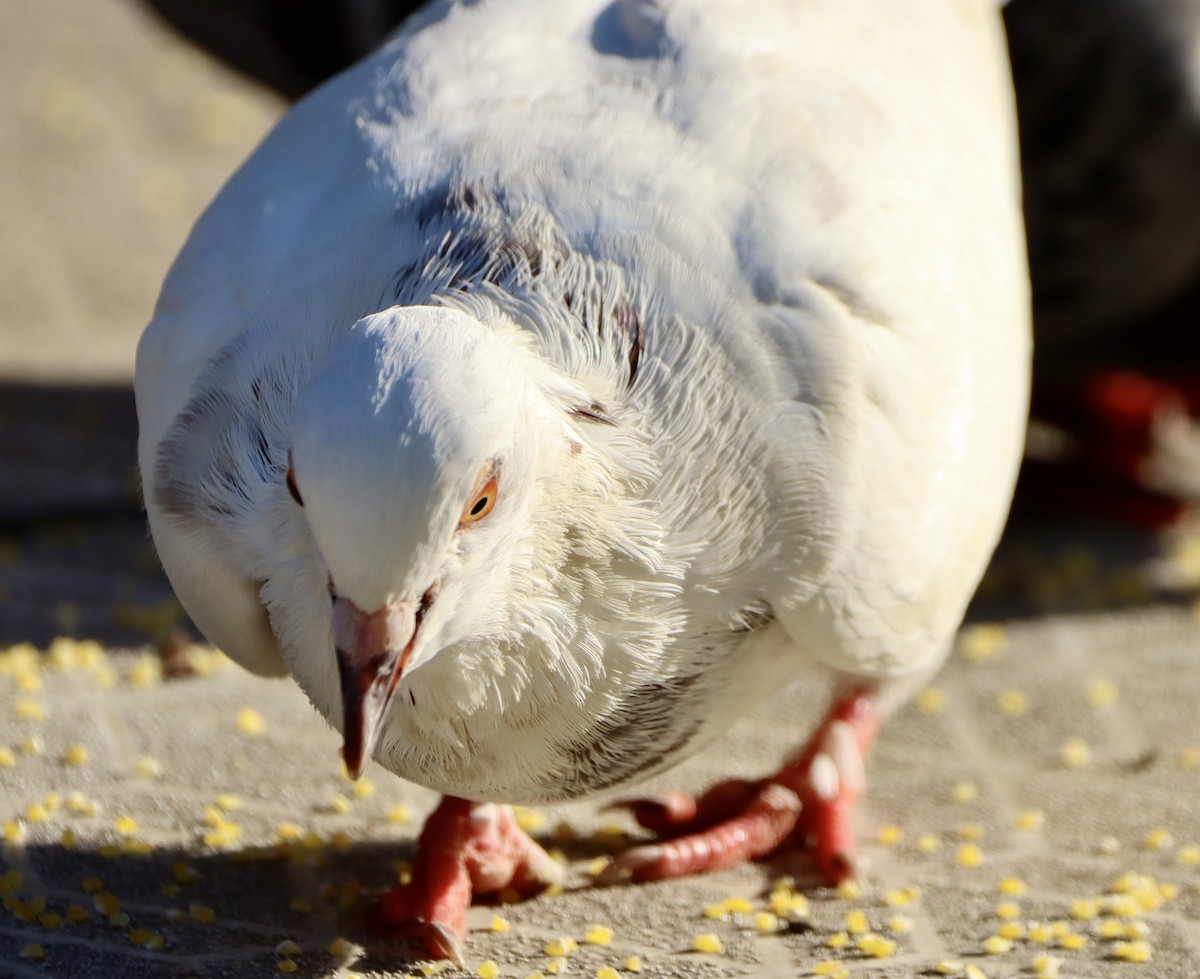 Rock Pigeon (Feral Pigeon) - Edu no Mato