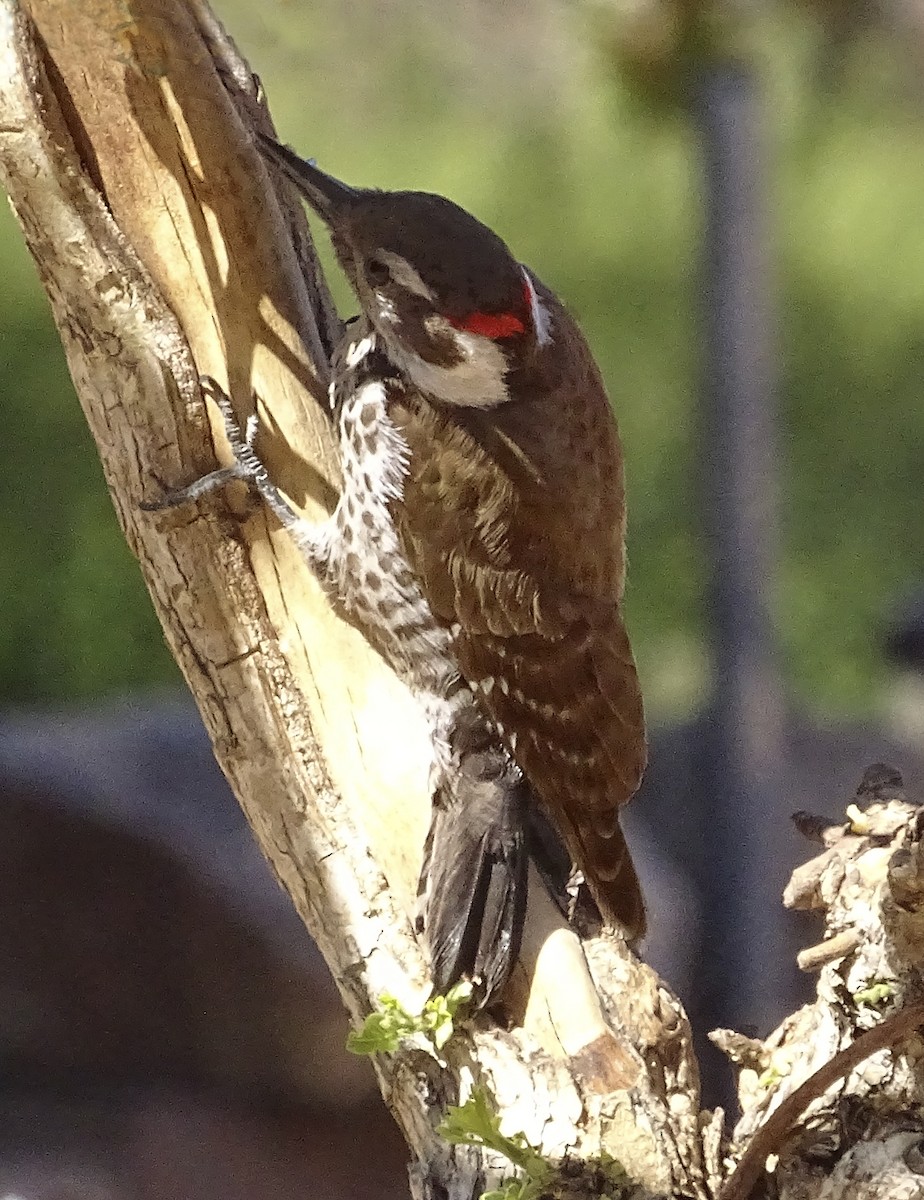 Arizona Woodpecker - ML618315968