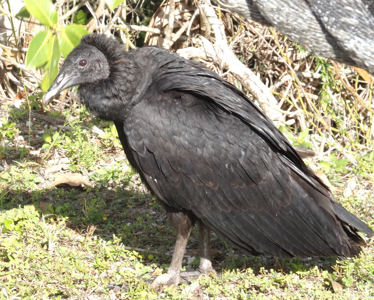 Black Vulture - ML618315984