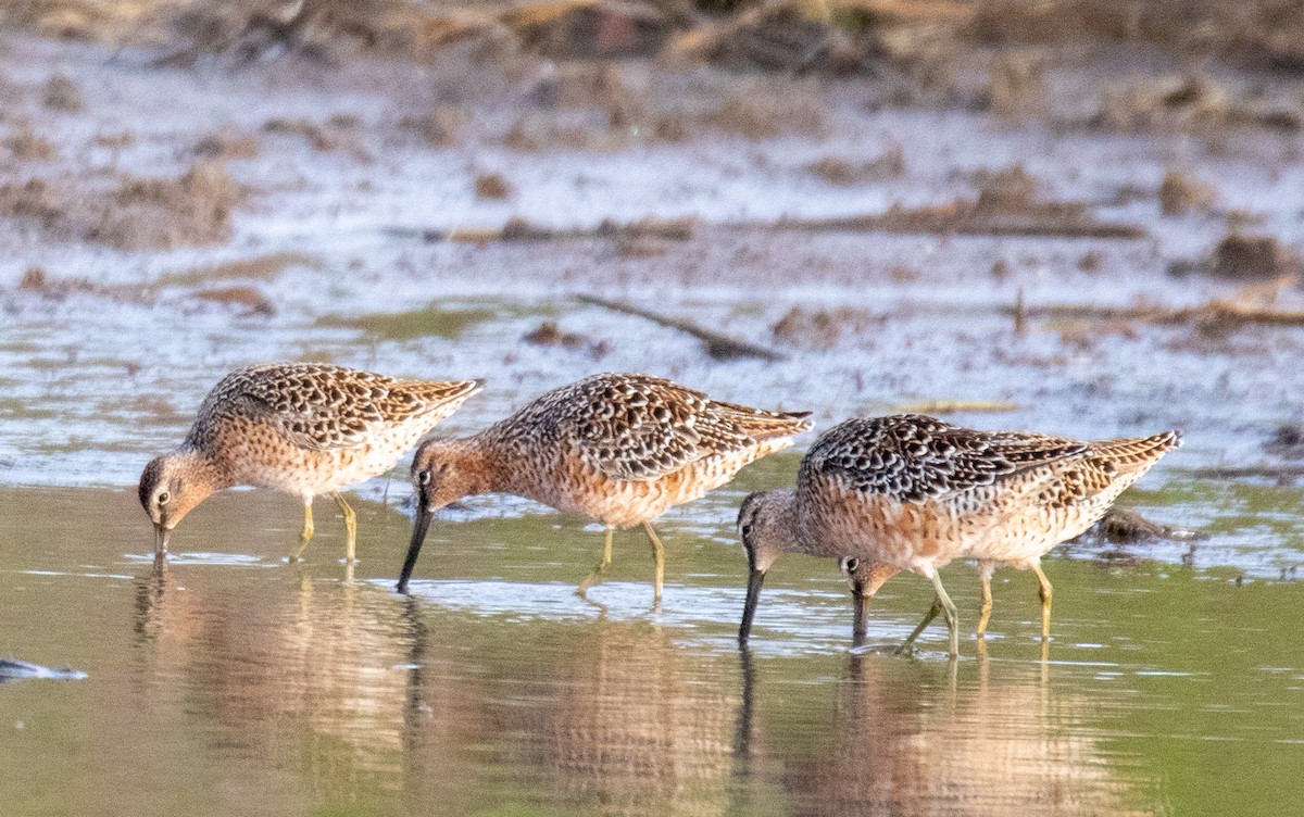 Long-billed Dowitcher - ML618316001